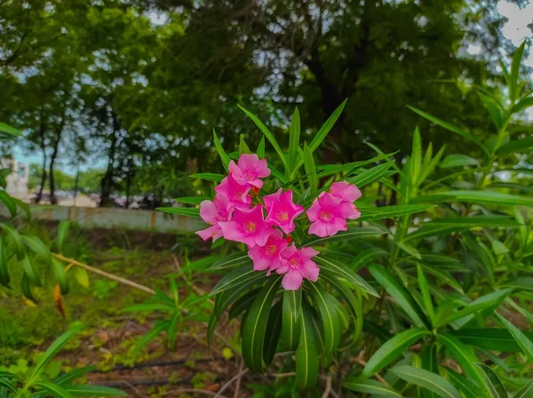 Свіжий Зелений Nerium Oleander Квіти Рослини Саду Фото — стокове фото