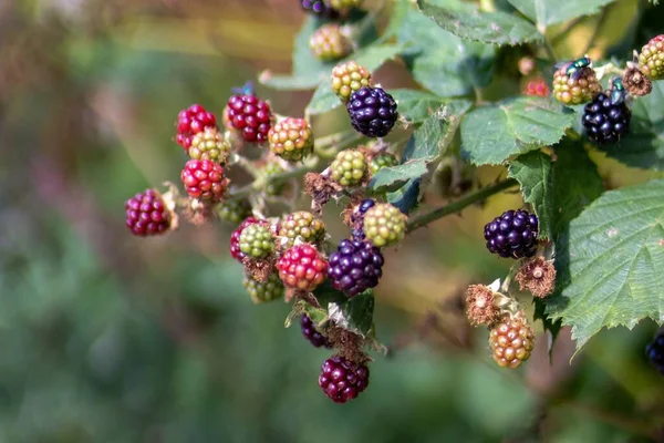 Paisaje Fotográfico Mostrando Moras Maduras Maduras — Foto de Stock