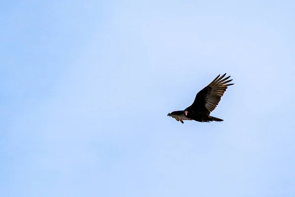 Turkey Vulture Cathartes Aura Flying Blue Sky Full Wing Span — Stock Photo, Image