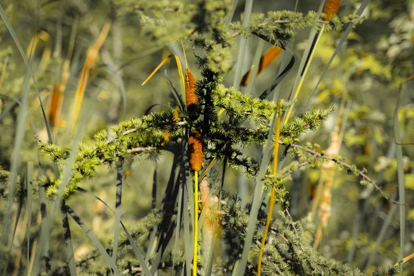 Gros Plan Culture Typha Dans Champ — Photo