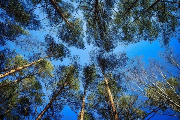 蓝天在森林中生长的一种低角度的射击树 — 图库照片