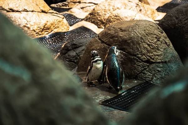 Una Vista Pinguini Bagnati Piedi Vicino Alla Roccia — Foto Stock
