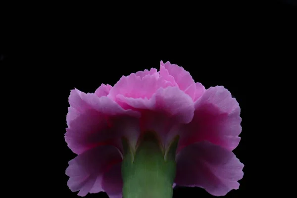 a pink purple isolated bloom flower rose head black background