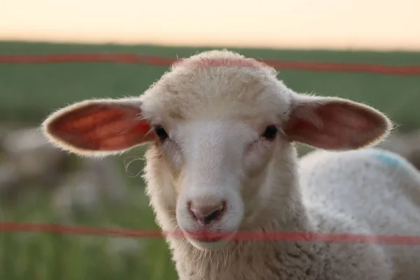 Ein Baby Schaf Mit Großen Ohren Auf Der Grünen Wiese — Stockfoto