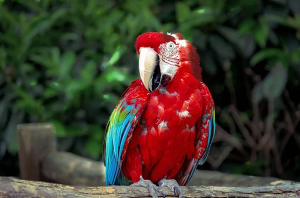 Ahşap Çitin Üzerine Tünemiş Kırmızı Kırmızı Kırmızı Kırmızı Papağanın Sığ — Stok fotoğraf
