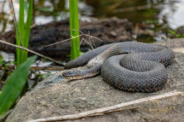 Uma Cobra Água Barriga Cobre Nerodia Erythrogaster Neglecta Descansando Sobre — Fotografia de Stock