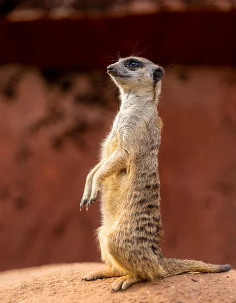 Eine Vertikale Makroaufnahme Eines Erdmännchens Stehen — Stockfoto