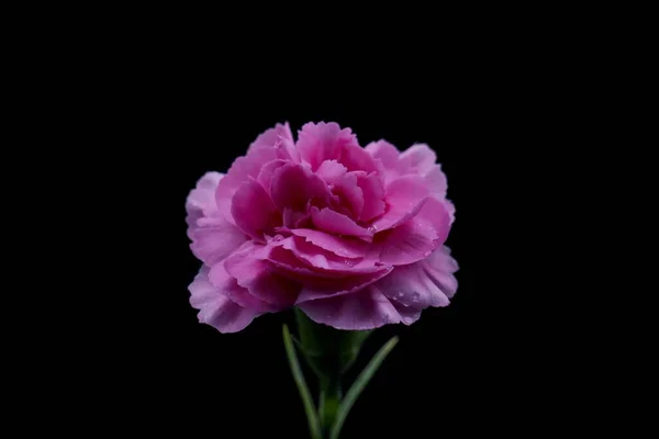 a pink purple isolated bloom flower rose head black background