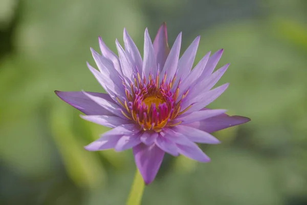 Een Close Shot Van Paarse Lotus Lelie Bloem Botanische Tuin — Stockfoto