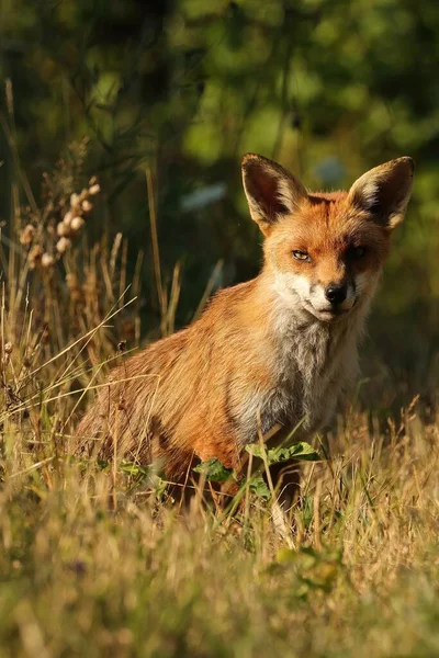 Selektywny Brytyjski Red Fox Vulpes Vulpes — Zdjęcie stockowe