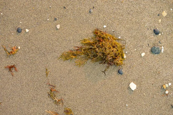 一片海藻的细部被冲上了模糊的海滩特写 沙滩上的海葡萄 背景上的海浪模糊了 藻类对海滩的污染 — 图库照片