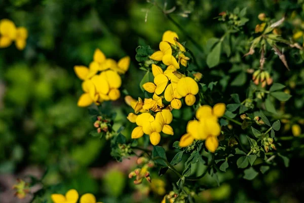 Las Flores Amarillas Los Pies Pájaro Jardín — Foto de Stock