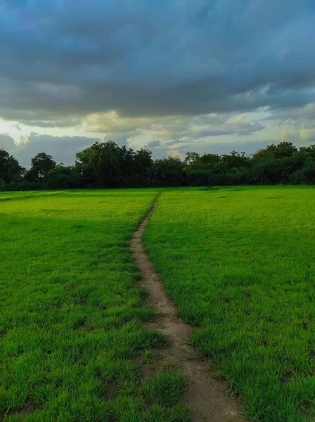Una Hermosa Toma Camino Rural Aldea India Árbol Plantas Forestales —  Fotos de Stock