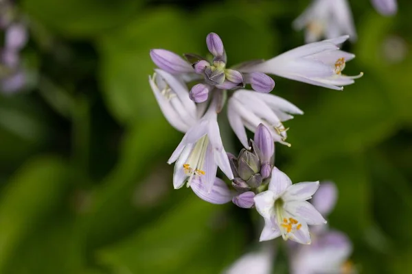 Ein Bund Lila Hosta Blüten Mit Einigen Knospen — Stockfoto
