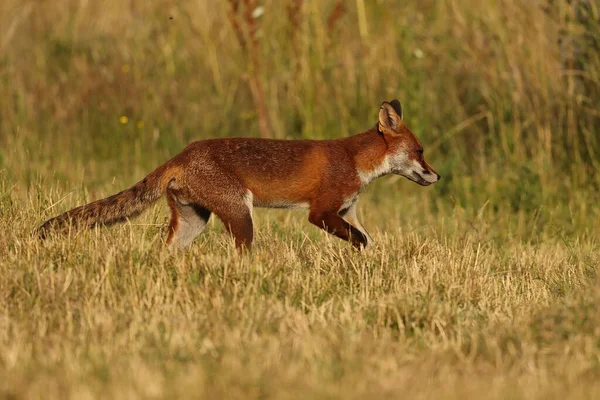 Selectivo British Red Fox Vulpes Vulpes —  Fotos de Stock