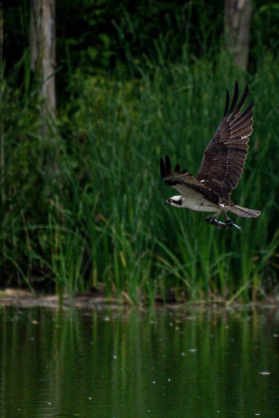 Osprey Também Chamado Falcão Mar Pandion Haliaetus Voando Com Peixes — Fotografia de Stock