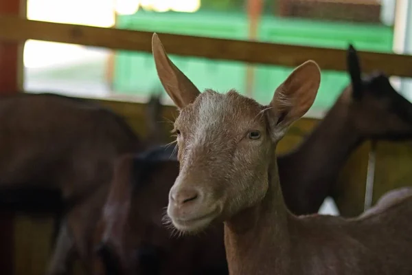 Cabra Fêmea Jovem Uma Fazenda Leiteira — Fotografia de Stock