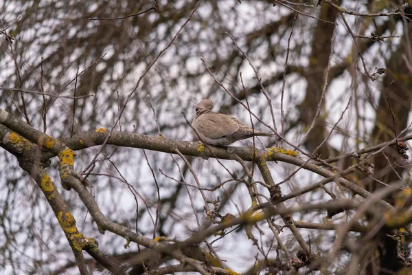 Plan Rapproché Une Colombe Collier Eurasien Sur Branche Arbre — Photo