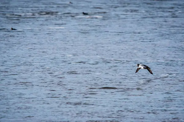 Suyun Üzerinde Uçan Siyah Bir Kuşun Yakın Plan Çekimi — Stok fotoğraf