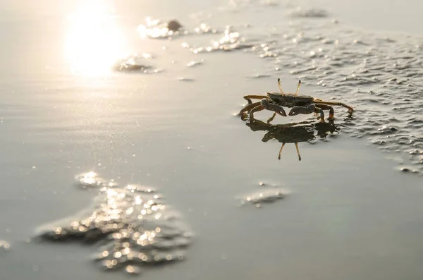 Cute Atlantic Ghost Crab Beach — Stock Photo, Image
