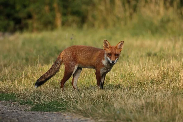 Selectief Van British Red Fox Vulpes Vulpes Vulpes — Stockfoto