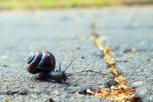 Primer Plano Caracol Arrastrándose Suelo —  Fotos de Stock