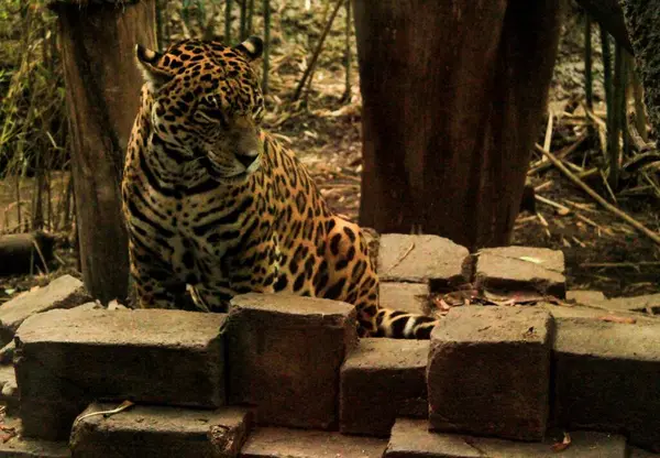 Beautiful Jaguar Large Stones Jungle — Stock Photo, Image