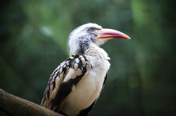 Ein Tiefflug Des Nördlichen Rotschnabelhornvogels Auf Einem Ast Zoo Frankreich — Stockfoto