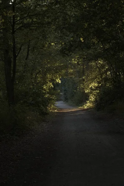 Vertikální Záběr Uličky Lese Denního Světla — Stock fotografie