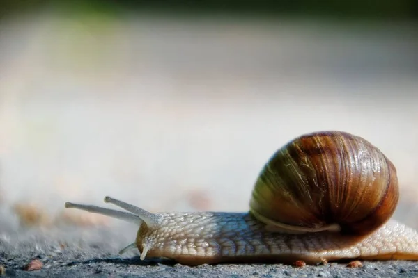 蜗牛爬行地面的选择性聚焦镜头 — 图库照片