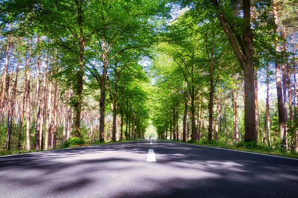 Close Estrada Concreto Através Árvores Verdes Exuberantes — Fotografia de Stock