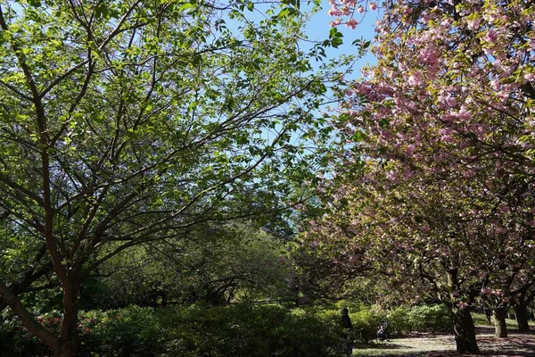 Prachtige Botanische Tuin Met Dichte Groene Vegetatie — Stockfoto