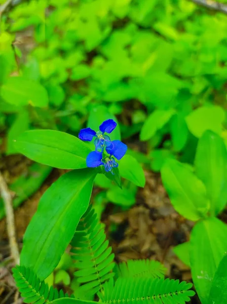 Belo Tiro Kanchat Flores Planta — Fotografia de Stock