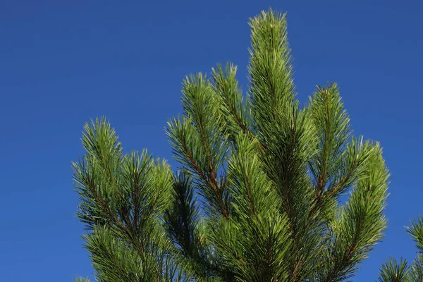 Mavi Arkaplan Ile Belirgin Yeşil Dalları Olan Çam Ağacı — Stok fotoğraf