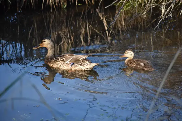 一只母鸡鸭和一只小鸭在一个下午的池塘里游泳 — 图库照片
