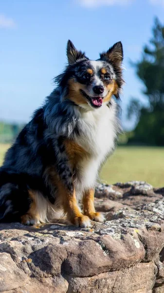 Een Verticaal Shot Van Schattige Vrolijke Australische Herder Steen Het — Stockfoto