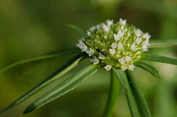 Närbild Mitracarpus Polycladus Cana Gorda Girdlepod — Stockfoto