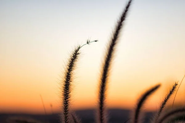 Flora Wispy Contra Pôr Sol Califórnia — Fotografia de Stock