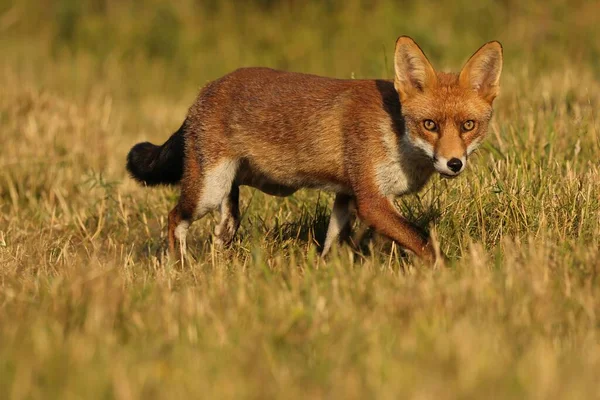 Selettivo Volpe Rossa Britannica Vulpes Vulpes — Foto Stock