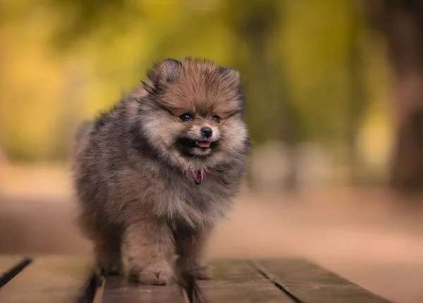 Een Schattige Pomeranian Buiten Staan — Stockfoto