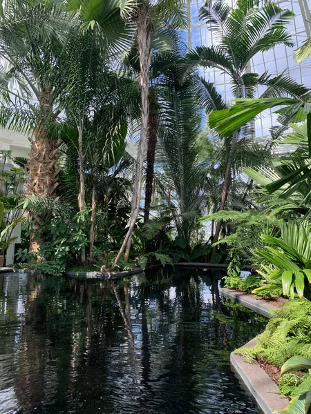 식물원에 식물에둘러 연못의 — 스톡 사진