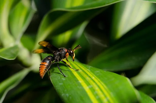 Eine Nahaufnahme Der Asiatischen Hornisse Vespa Velutina Auf Einer Pflanze — Stockfoto