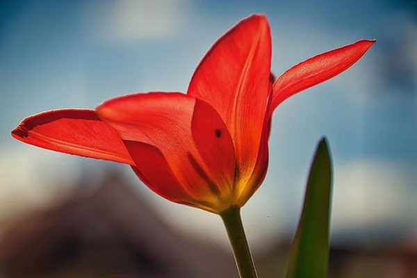 Gros Plan Tulipe Rouge Isolé Arrière Plan Flou — Photo