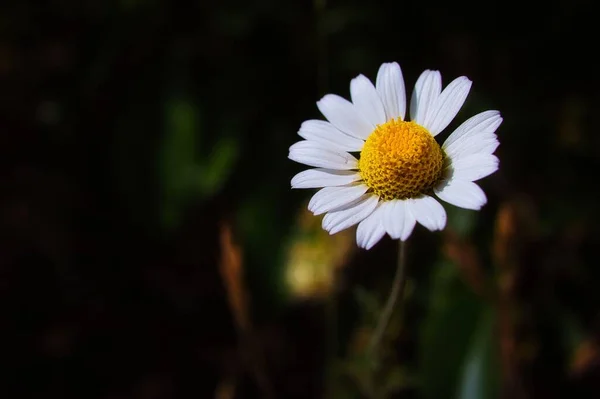 Eine Nahaufnahme Eines Gänseblümchens Bellis Perennis Auf Verschwommenem Hintergrund — Stockfoto