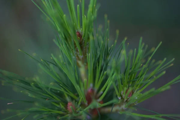 Makroaufnahme Des Kiefernzweiges — Stockfoto