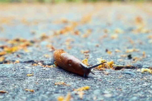 Gros Plan Escargot Rampant Sur Sol — Photo