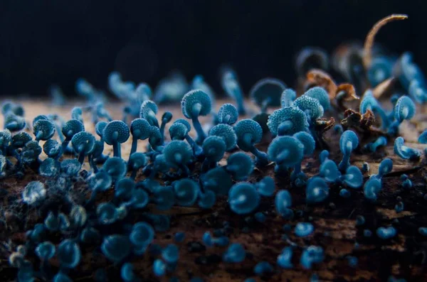 Close Cogumelos Elfcup Verdes Superfície Madeira — Fotografia de Stock