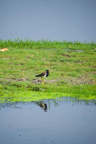 Eine Vertikale Aufnahme Eines Kiebitzes Vanellus Indicus Einem Sumpf Oder — Stockfoto