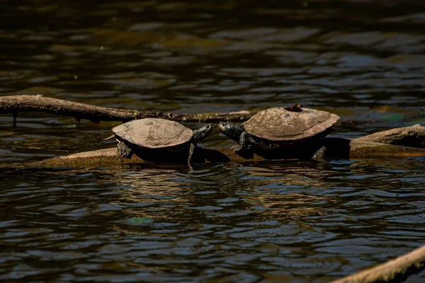 Two Red Eared Sliders Sitting Wooden Log Lake Sunny Day — Stock Photo, Image
