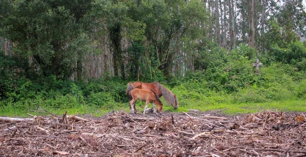Mare Foal Grazing Together Woods Road Abandoned House — Stock Photo, Image